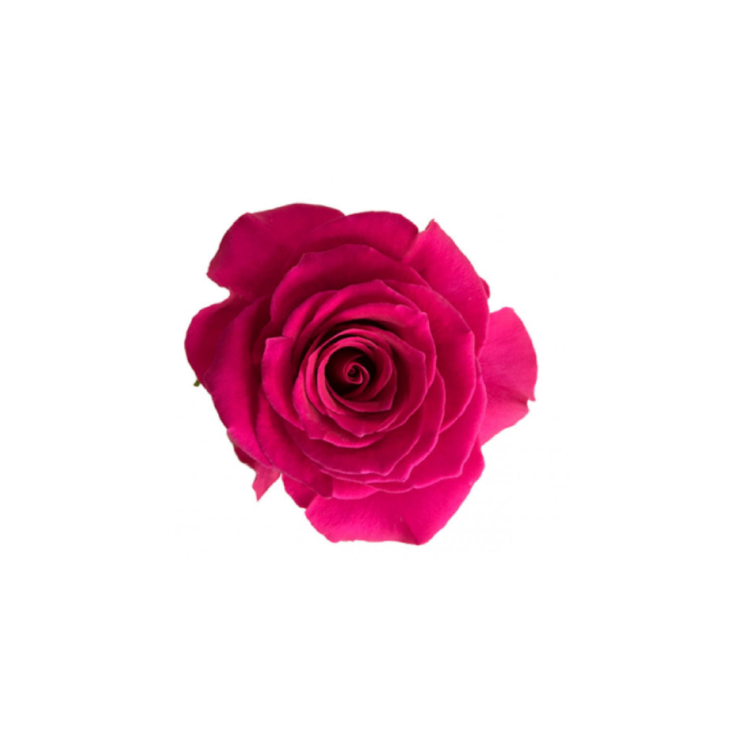 Pink Flame