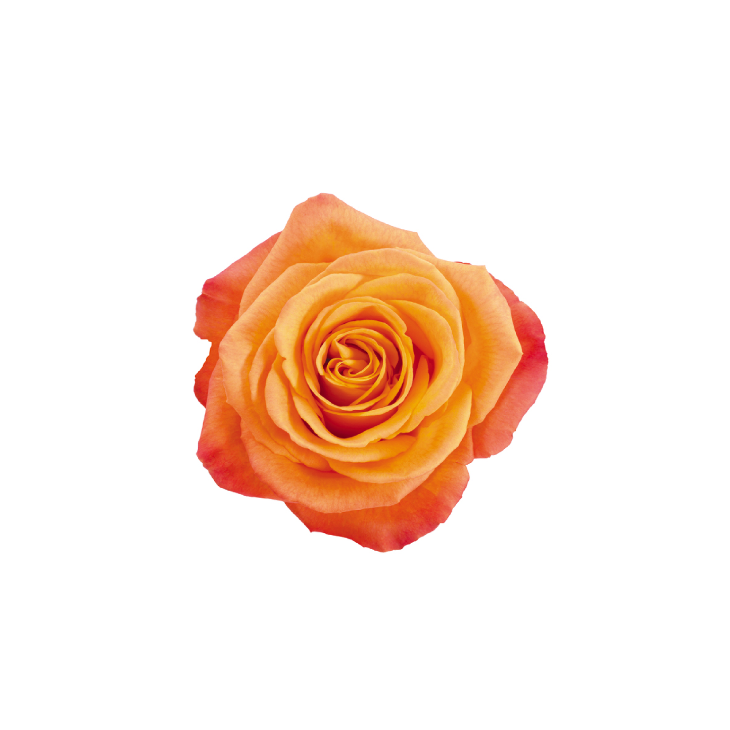 Sunset Serenade Long Stem Rose
