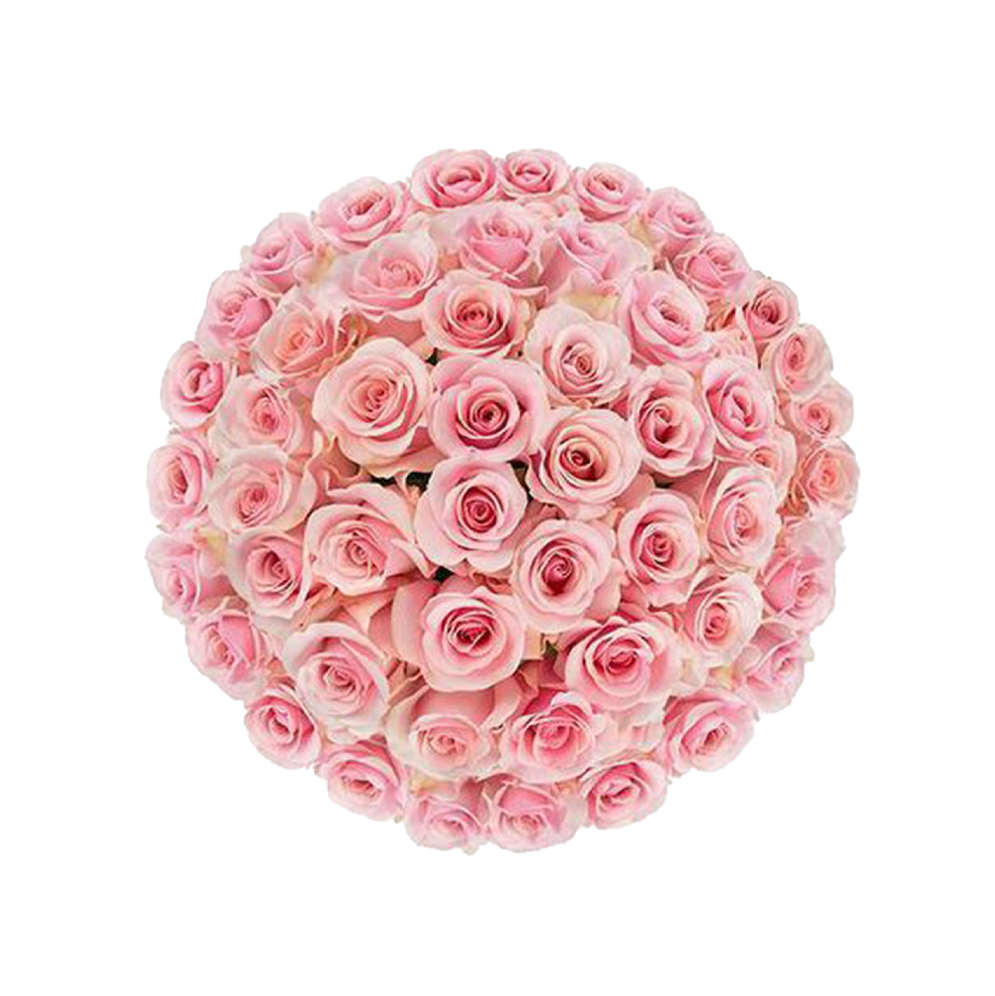 A stunning image of a Blush Pink Rose Bouquet featuring 100 roses, exuding timeless elegance and charm. The delicate pink hues of the roses create a visually captivating arrangement, perfect for weddings, anniversaries, or thoughtful gifts. Each blossom is carefully chosen for its velvety petals, forming a lush and romantic ensemble. The image captures the essence of romance and refinement, making it an ideal centerpiece for special occasions.