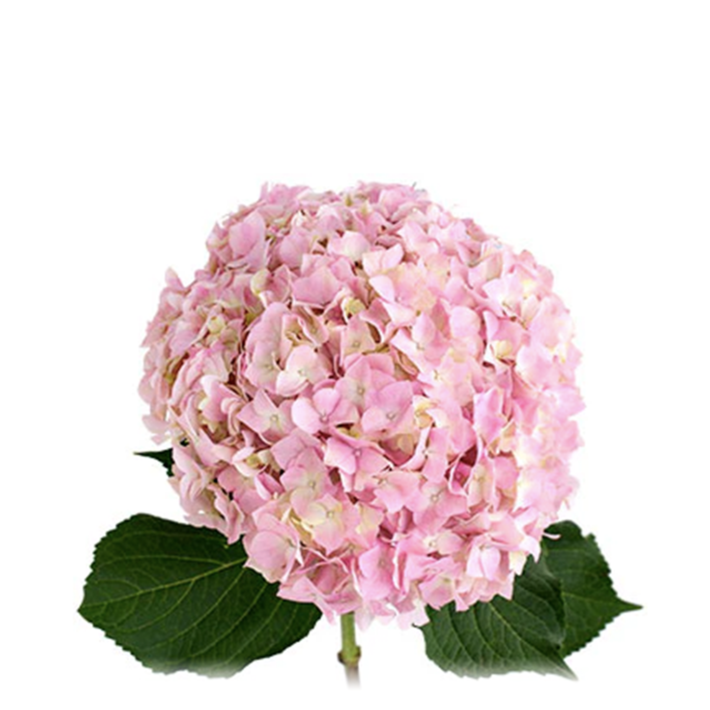 Blush Pink Hydrangeas