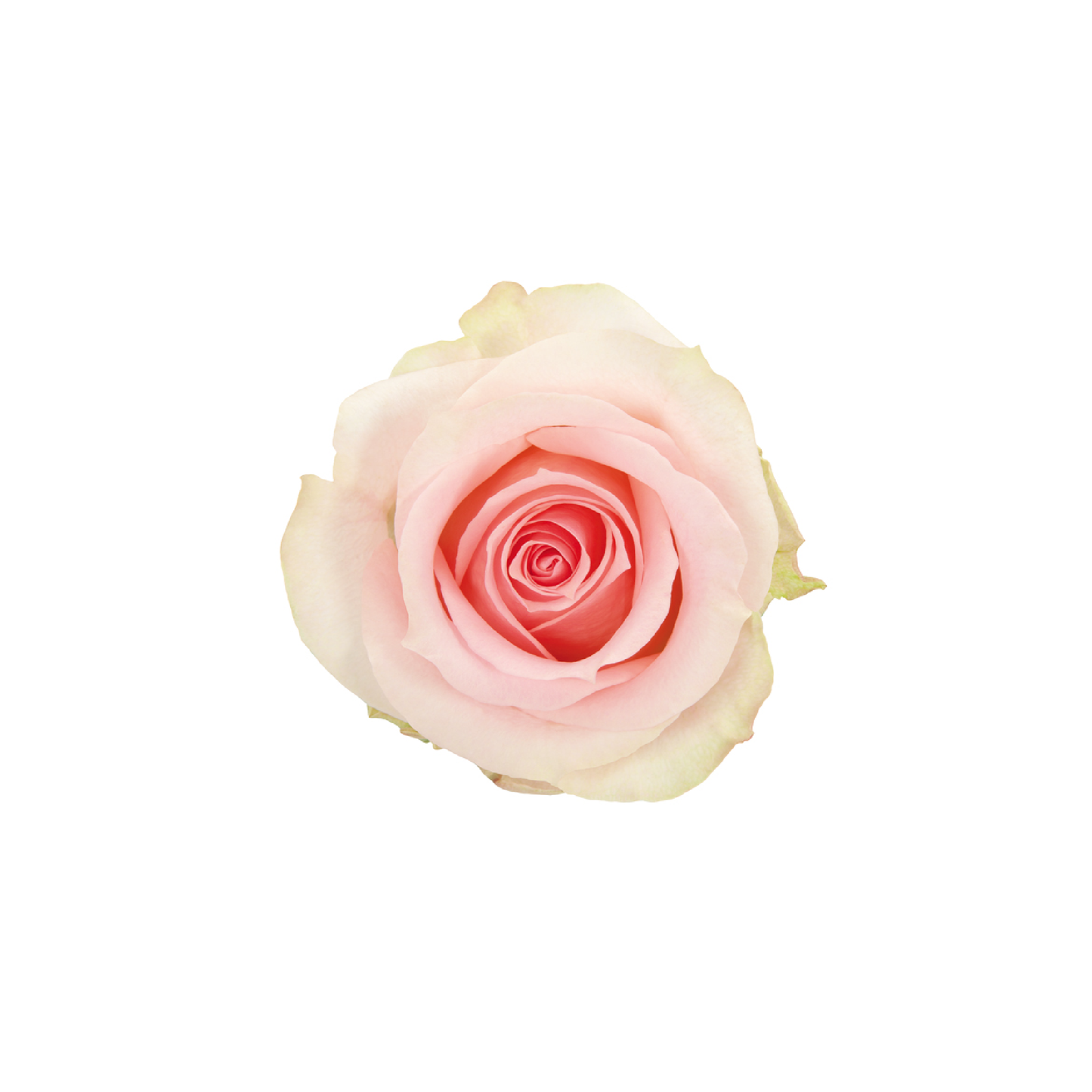 Blush Belle Long Stem Rose