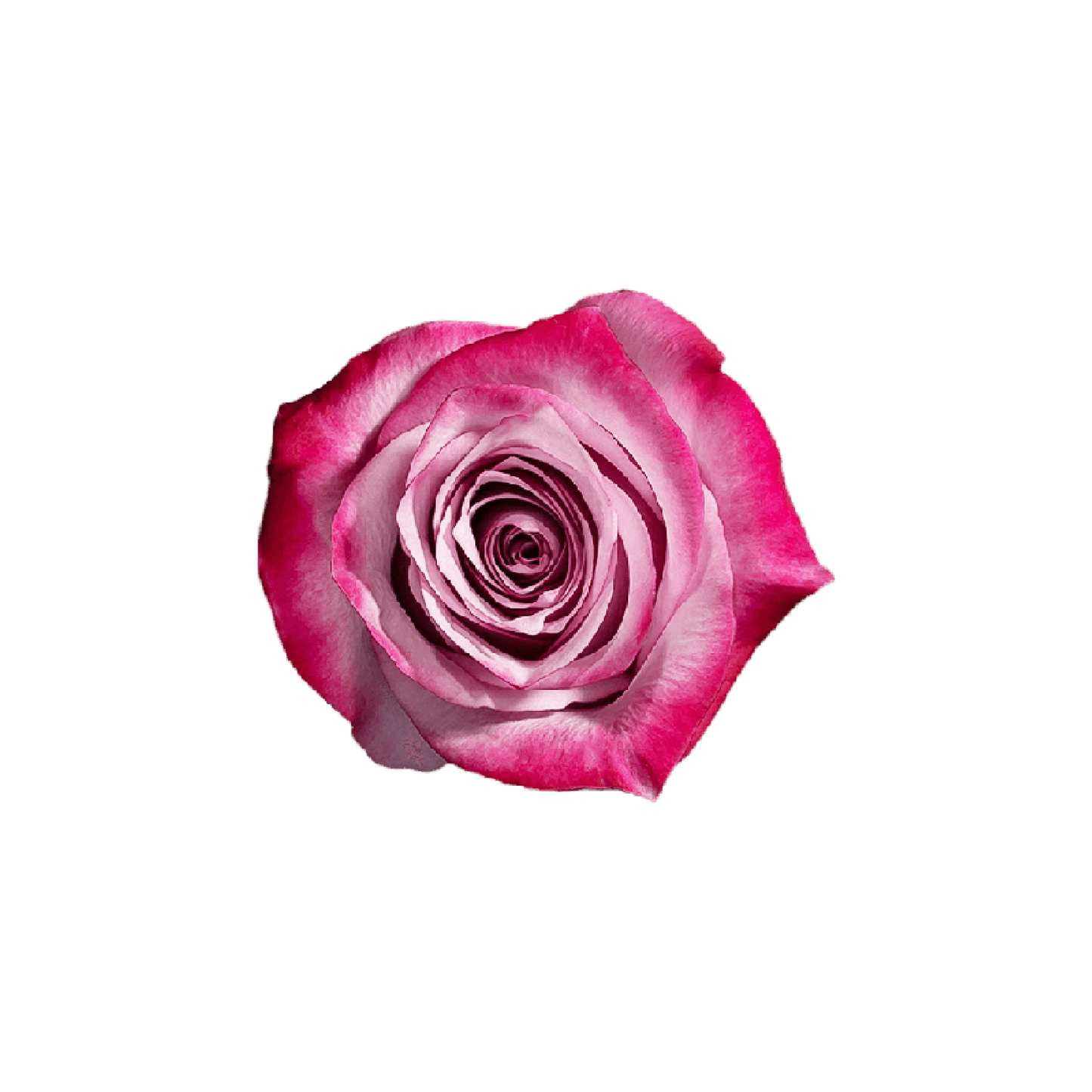 Royal Passion Long Stem Rose